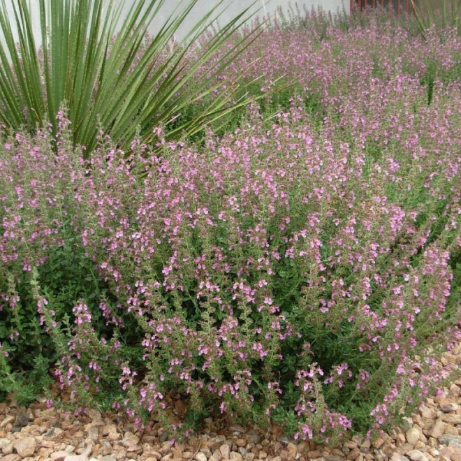 Ożanka właściwa Teucrium chamaedrys