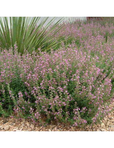 Ożanka właściwa Teucrium chamaedrys