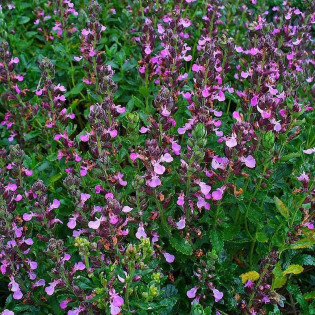 Ożanka właściwa Teucrium chamaedrys 2