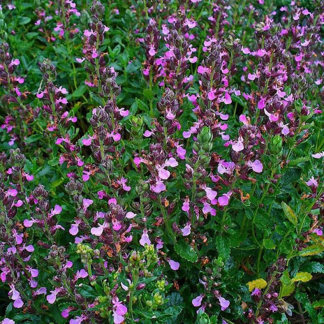 Teucrium chamaedrys Ożanka właściwa