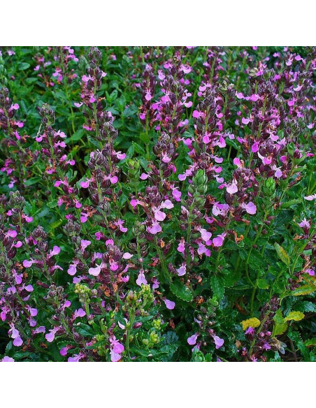 Teucrium chamaedrys Ożanka właściwa