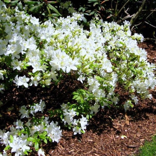 Azalia japońska Cita Rhododendron obtusum