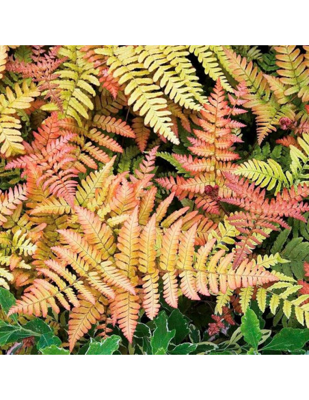 Narecznica czerwonozawijkowa Dryopteris erythrosora