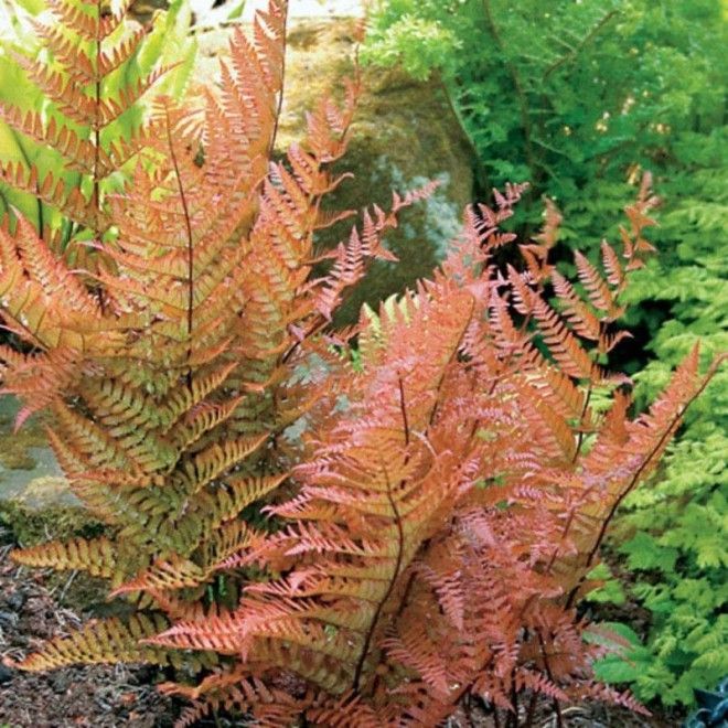 Dryopteris erythrosora Narecznica czerwonozawijkowa