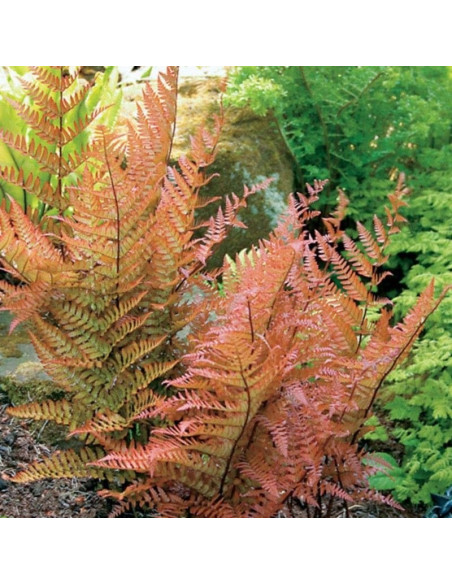 Dryopteris erythrosora Narecznica czerwonozawijkowa