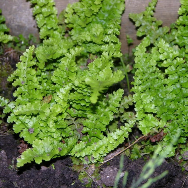 Narecznica mocna Crispa Dryopteris affinis