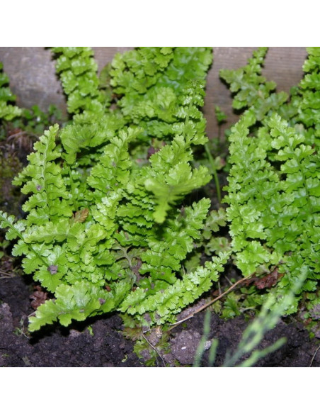 Narecznica mocna Crispa Dryopteris affinis