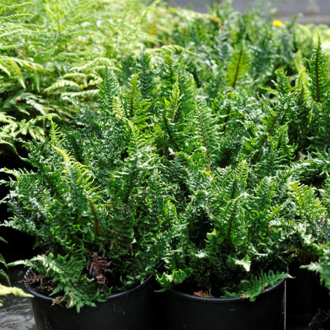 Dryopteris affinis Narecznica mocna Crispa