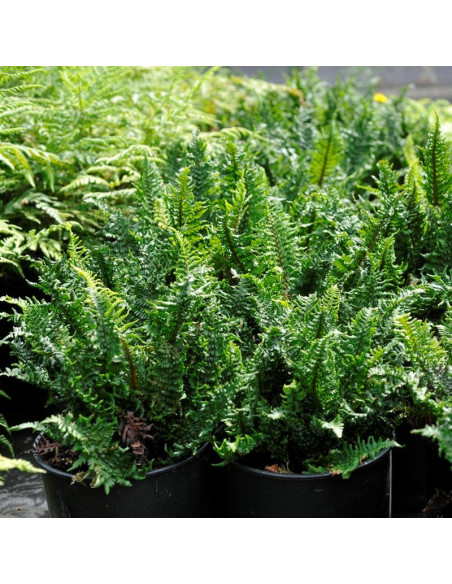 Dryopteris affinis Narecznica mocna Crispa