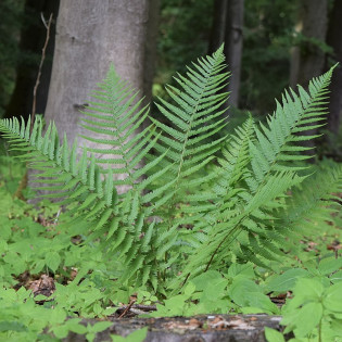 Paproć nerecznica samcza Dryopteris filix-mas