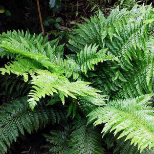 Paprotnik japoński Polystichum polyblepharum