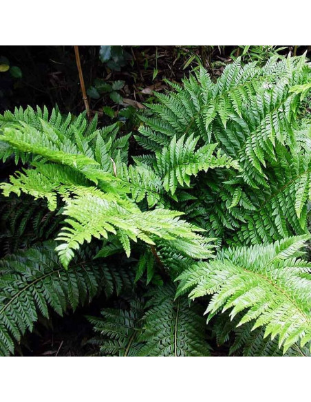 Paprotnik japoński Polystichum polyblepharum