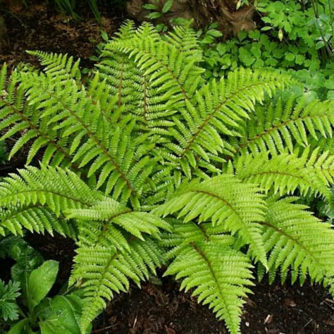 Polystichum polyblepharum Paprotnik japoński