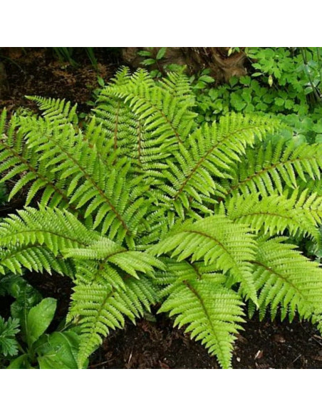 Polystichum polyblepharum Paprotnik japoński