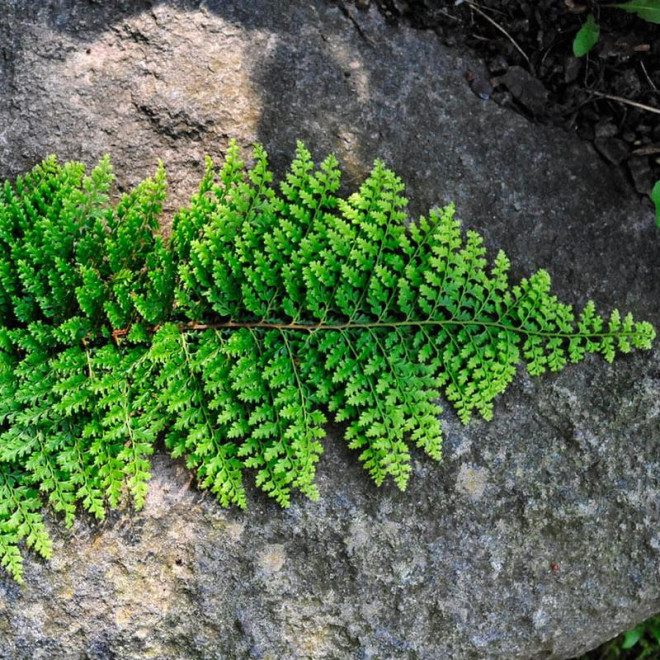 Paprotnik szczecinkozębny Herrenhausen Polystichum setiferum