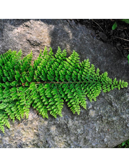 Paprotnik szczecinkozębny Herrenhausen Polystichum setiferum
