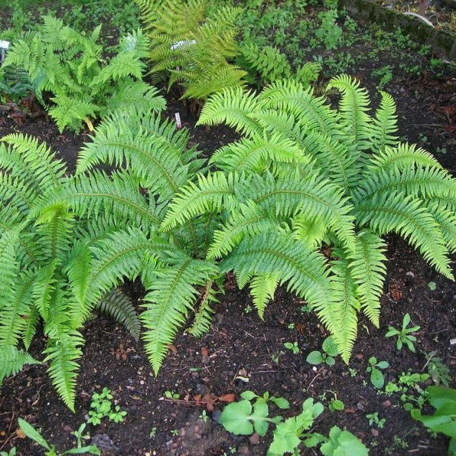 Herrenhausen Paprotnik szczecinkozębny Polystichum setiferum