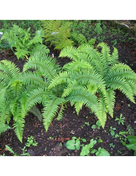 Herrenhausen Paprotnik szczecinkozębny Polystichum setiferum