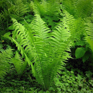 Pióropusznik Strusi Matteucia struthiopteris