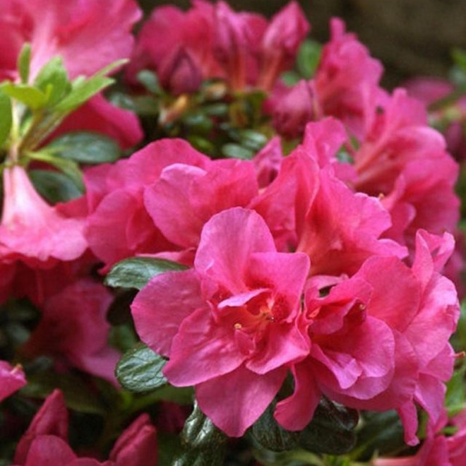 Azalia japońska Tornella Rhododendron obtusum