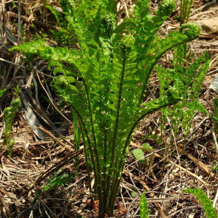 Pióropusznik Strusi Matteucia struthiopteris 2