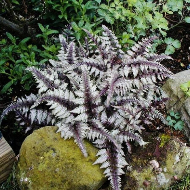 Red Beauty Wietlica japońska Athyrium nipponicum