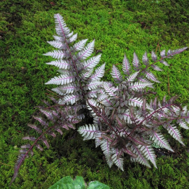 Wietlica japońska Red Beauty Athyrium nipponicum