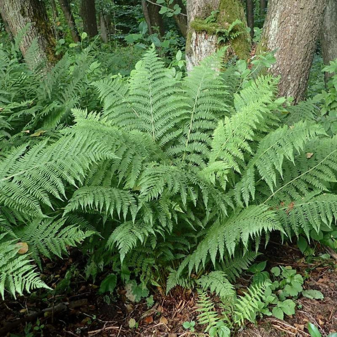 Wietlica samicza Athyrium filix-femina