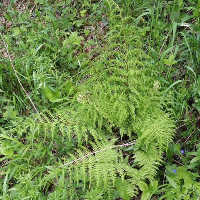 Wietlica samicza Rotstiel Athyrium filix-femina