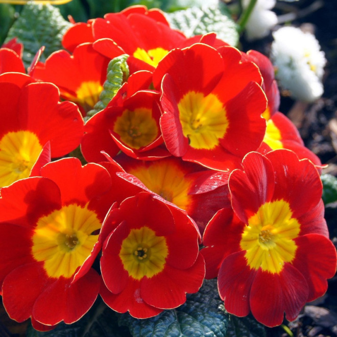 Pierwiosnek Red Primula vulgaris