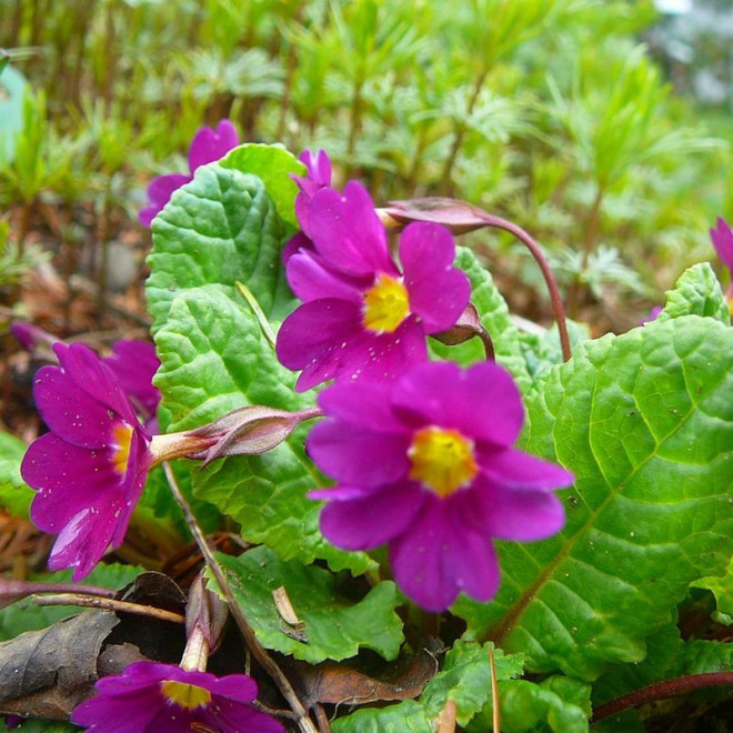 Primula juliana Pierwiosnek Wanda