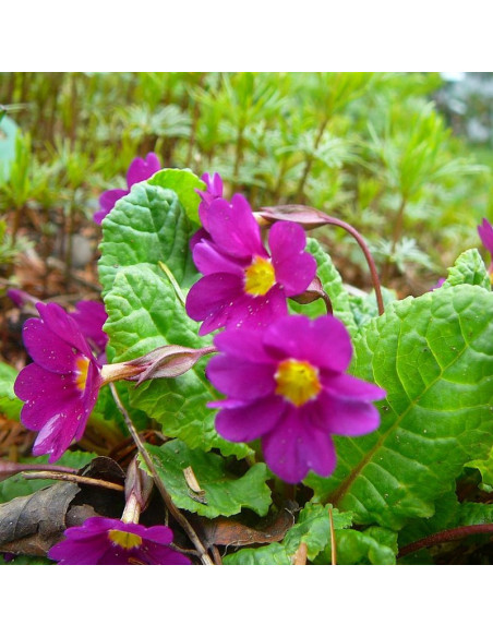 Primula juliana Pierwiosnek Wanda