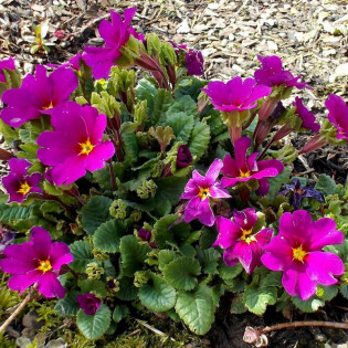 Primula juliana Pierwiosnek Wanda 2
