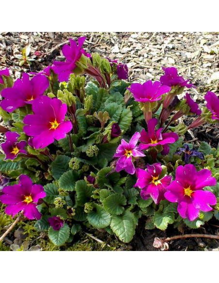 Pierwiosnek Wanda Primula juliana