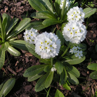 Pierwiosnek ząbkowany Alba Primula denticulata 2