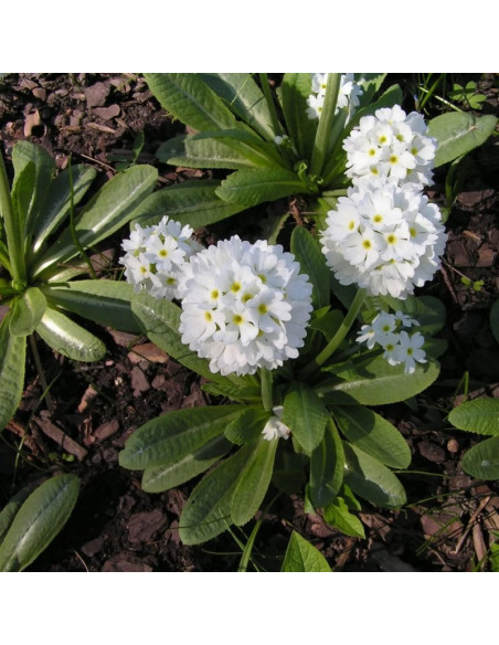 Primula denticulata Pierwiosnek ząbkowany Alba