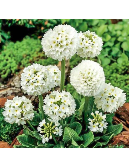 Alba Pierwiosnek ząbkowany Primula denticulata