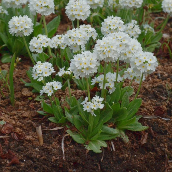 Pierwiosnek ząbkowany Alba Primula denticulata