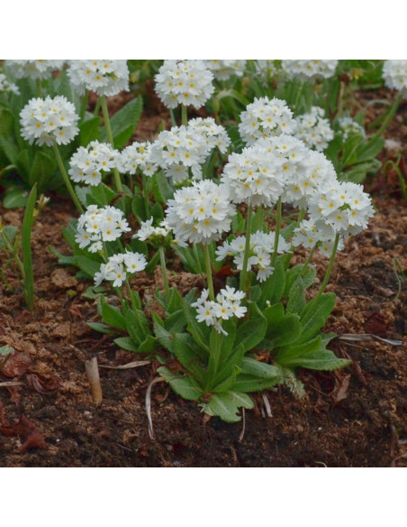 Pierwiosnek ząbkowany Alba Primula denticulata