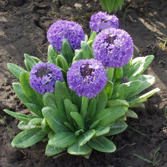 Pierwiosnek ząbkowany Blue Primula denticulata