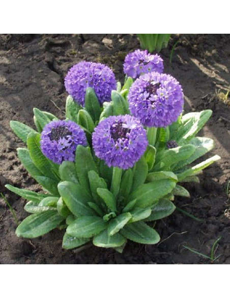 Pierwiosnek ząbkowany Blue Primula denticulata