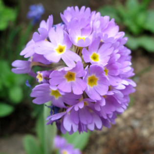 Pierwiosnek ząbkowany Blue Primula denticulata 2