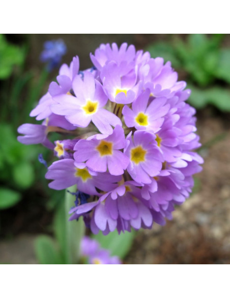 Blue Pierwiosnek ząbkowany Primula denticulata