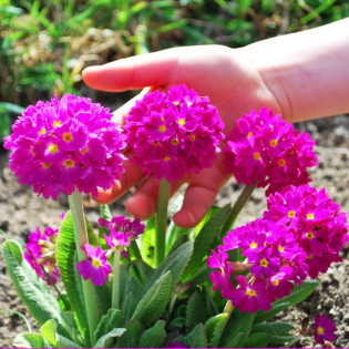 Rubin Pierwiosnek ząbkowany Primula denticulata 2