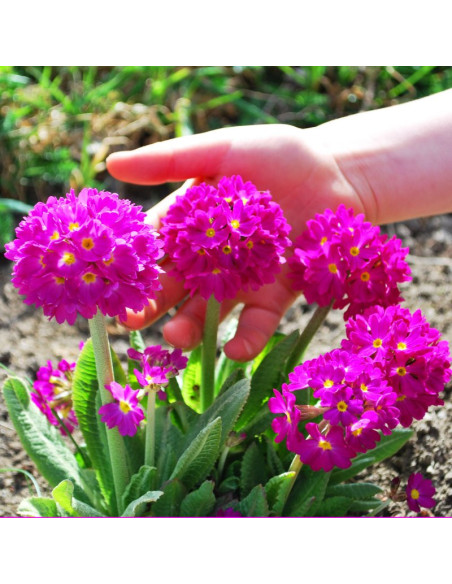 Pierwiosnek ząbkowany Rubin Primula denticulata