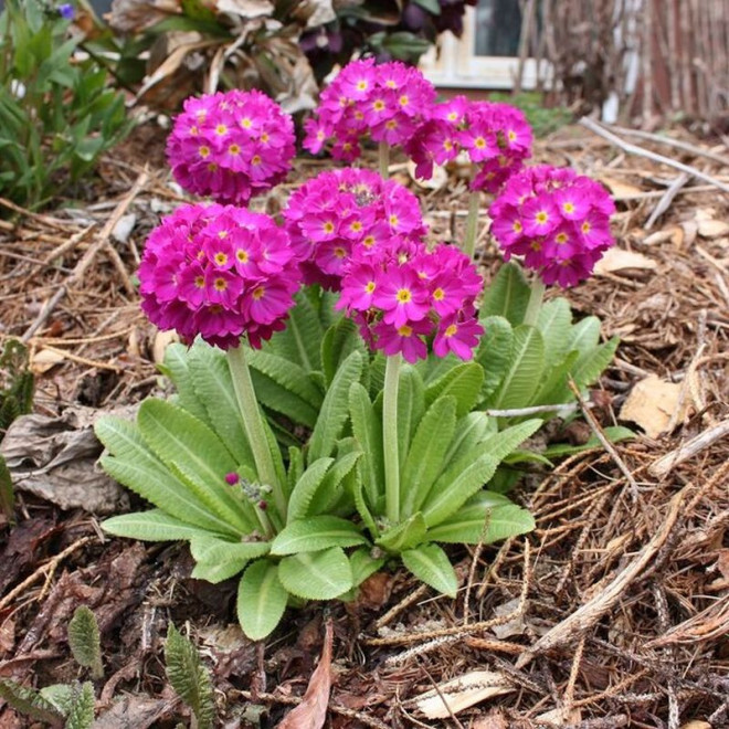 Rubin Pierwiosnek ząbkowany Primula denticulata