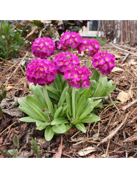 Rubin Pierwiosnek ząbkowany Primula denticulata