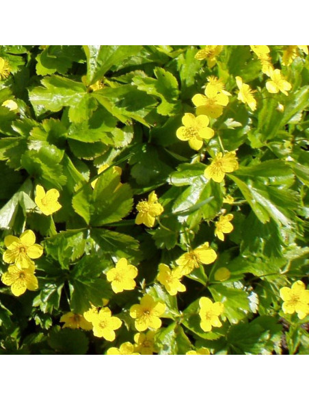 Pragnia syberyjska Waldsteinia ternata