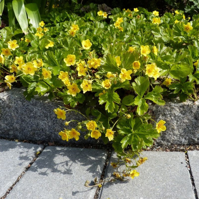 Waldsteinia ternata Pragnia syberyjska