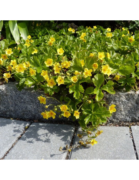 Waldsteinia ternata Pragnia syberyjska